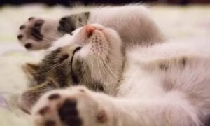 cat2