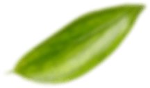 leaf-1