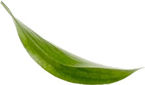 leaf-2