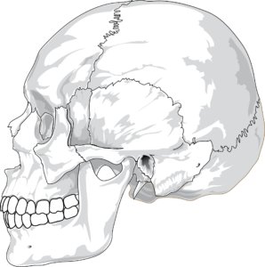 skull-31060-298x300-1